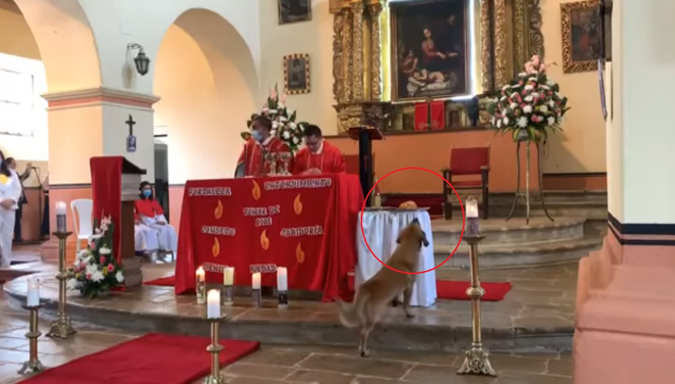 #Video Perro se roba el pan durante misa; “lo van a excomulgar”, afirman #Video Perro se roba el pan durante misa; “lo van a excomulgar”, afirman