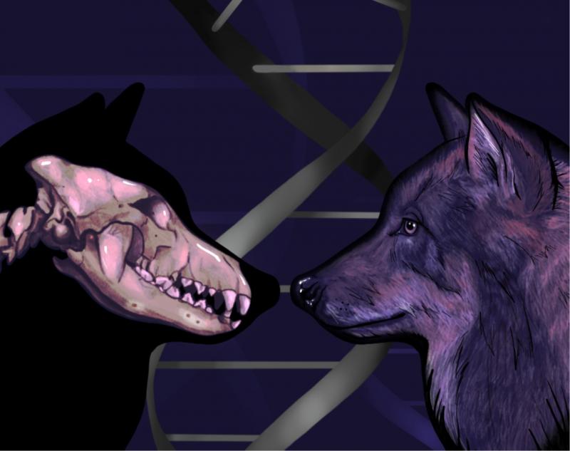Perros descienden de dos poblaciones distintas de lobos