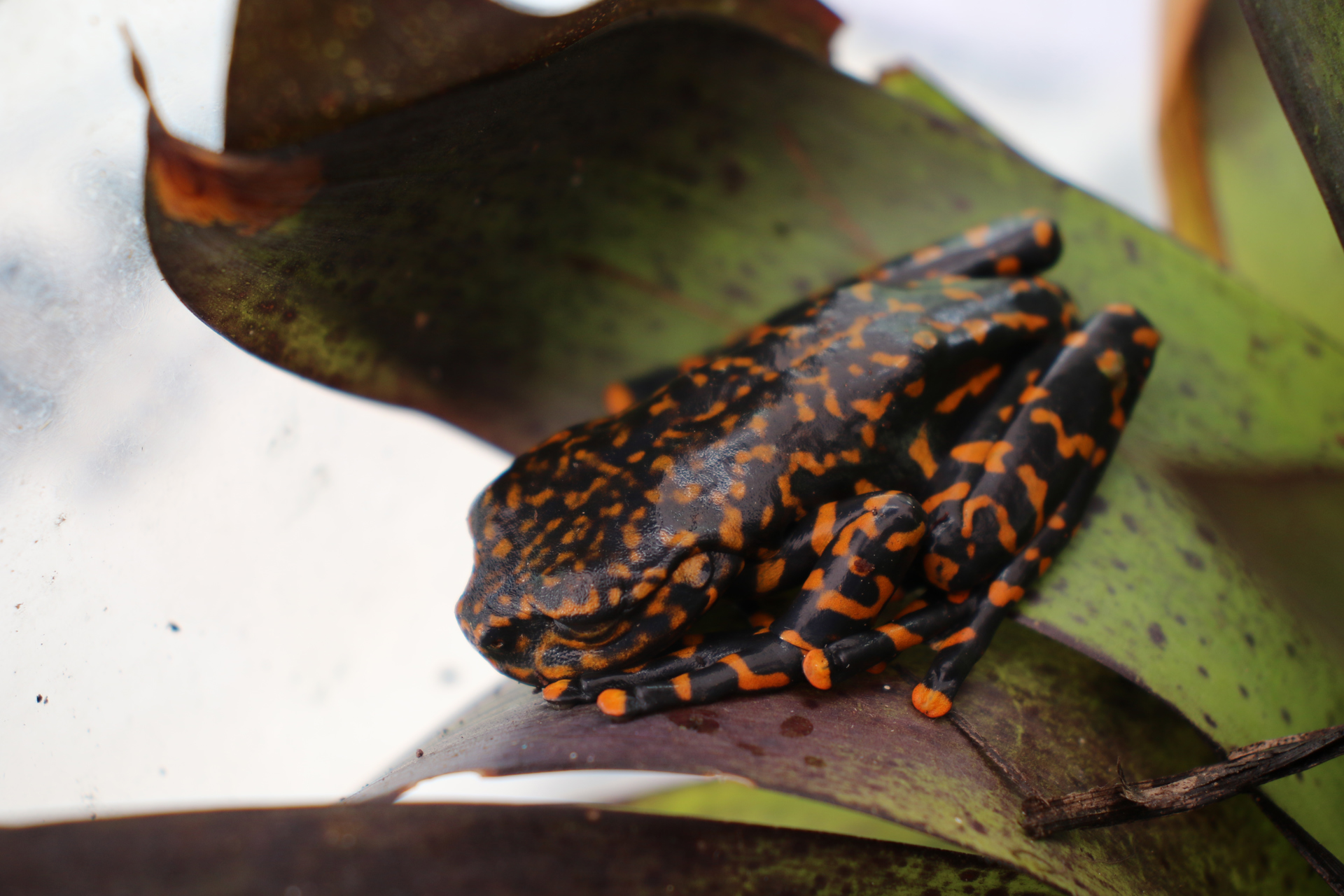 Presentan una nueva especie de rana que habita en bosques húmedos de Ecuador