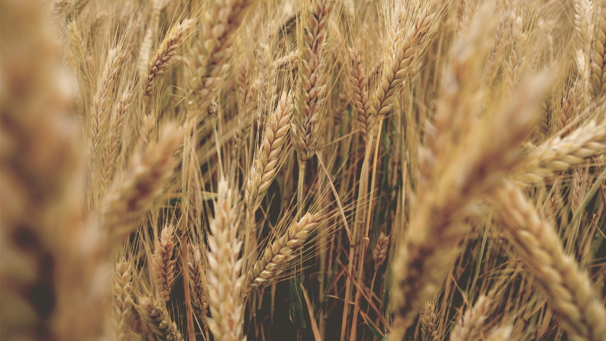 El Mediterráneo urge a desbloquear el cereal ucraniano para evitar una catástrofe