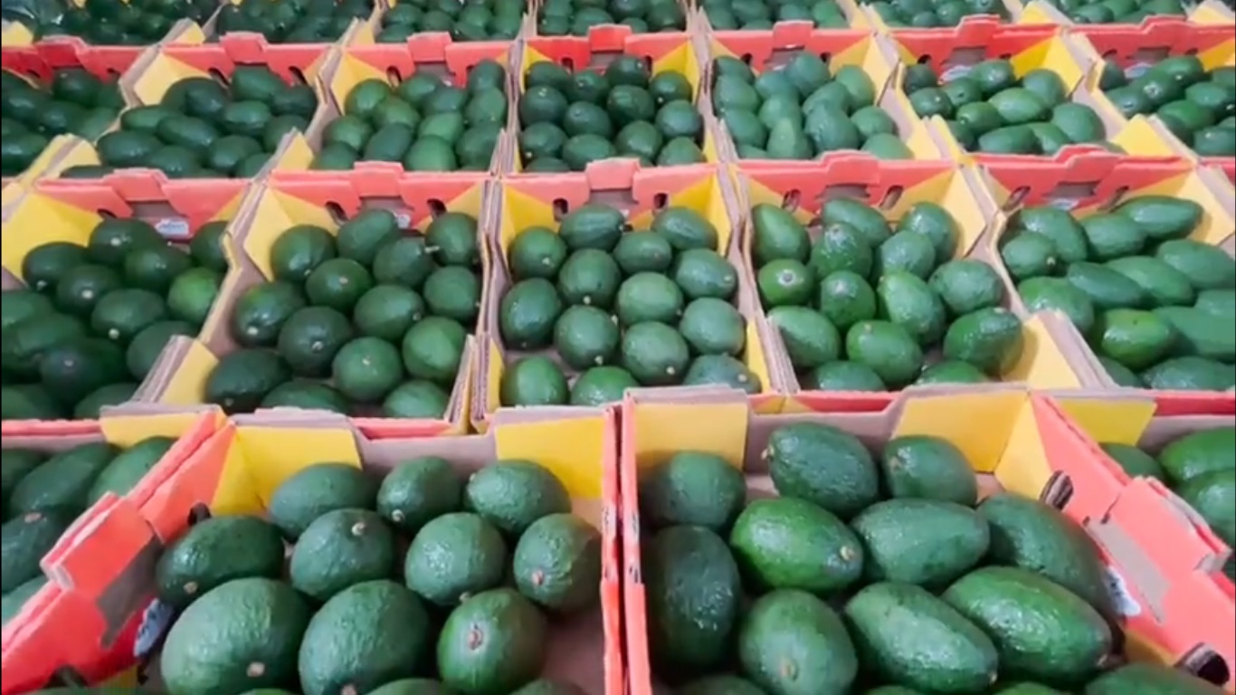 México exporta primer cargamento de aguacate de Jalisco hacia EE.UU.