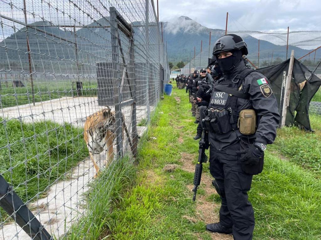 Felinos rescatados de Black Jaguar se exhibirán en zoológico de Morelia Felinos rescatados de Black Jaguar se exhibirán en zoológico de Morelia