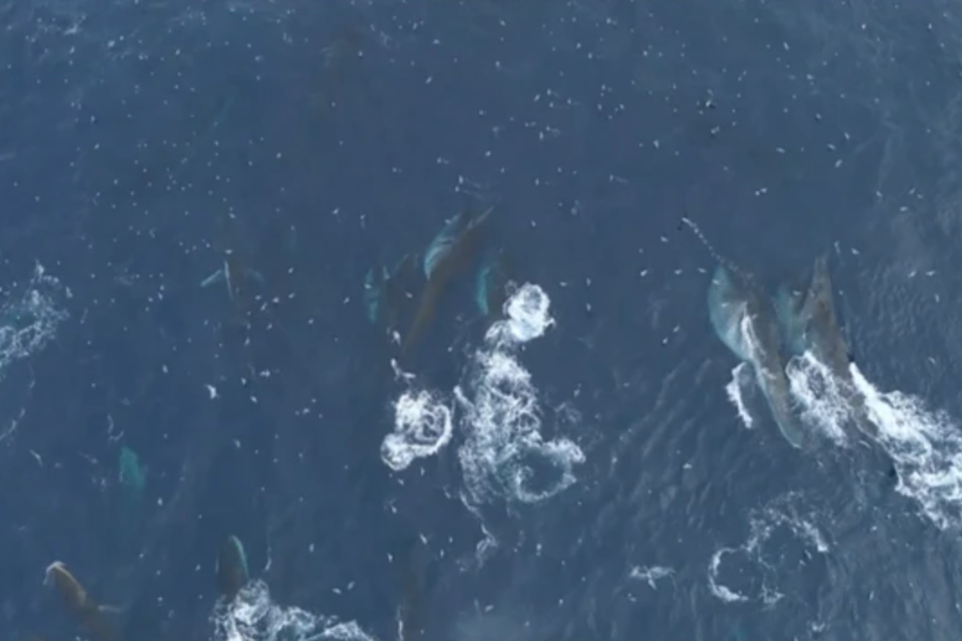 Grupos de hasta 150 ballenas rorcuales se ven, tras décadas, en el Antártico