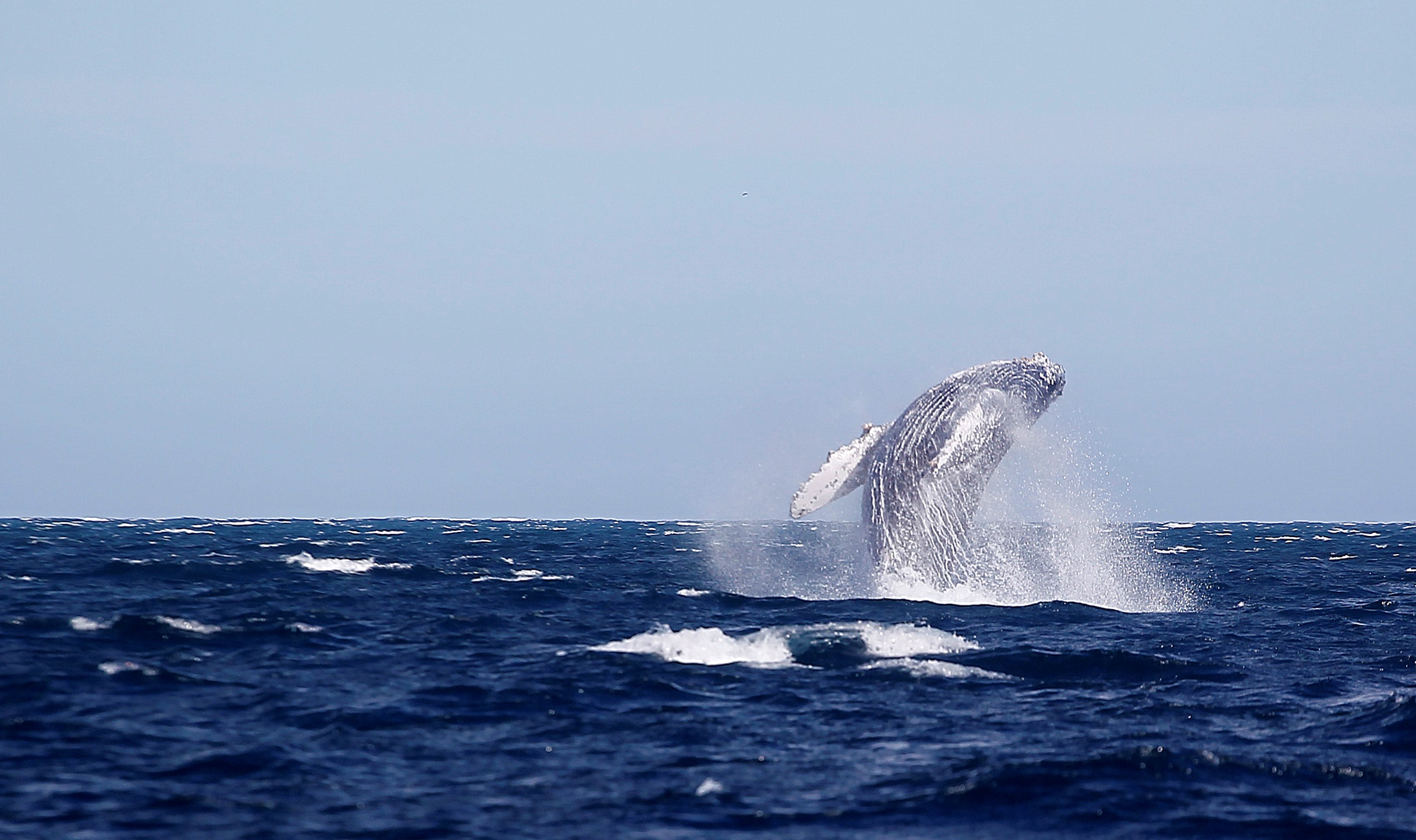 A fin de siglo, el cambio climático expulsará más al norte a ballenas A fin de siglo, el cambio climático expulsará más al norte a ballenas