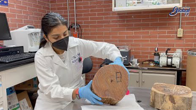 Científica de la UNAM protege al árbol ‘granadillo’ del saqueo