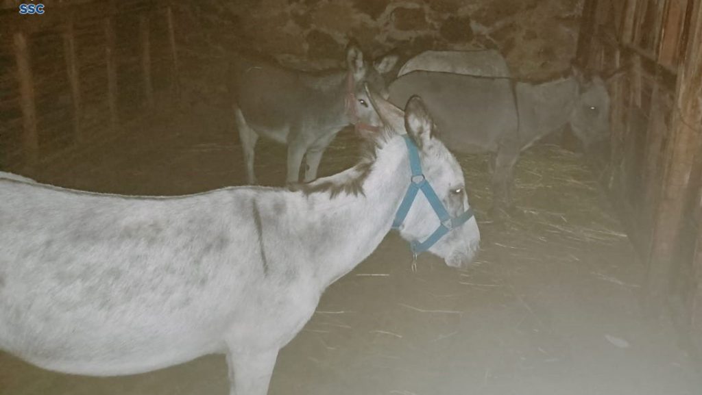 Rescatan perros, burros y caballos de inmueble asegurado tras enfrentamiento en Topilejo - burros-rescatados-de-inmueble-en-topilejo-1024x577