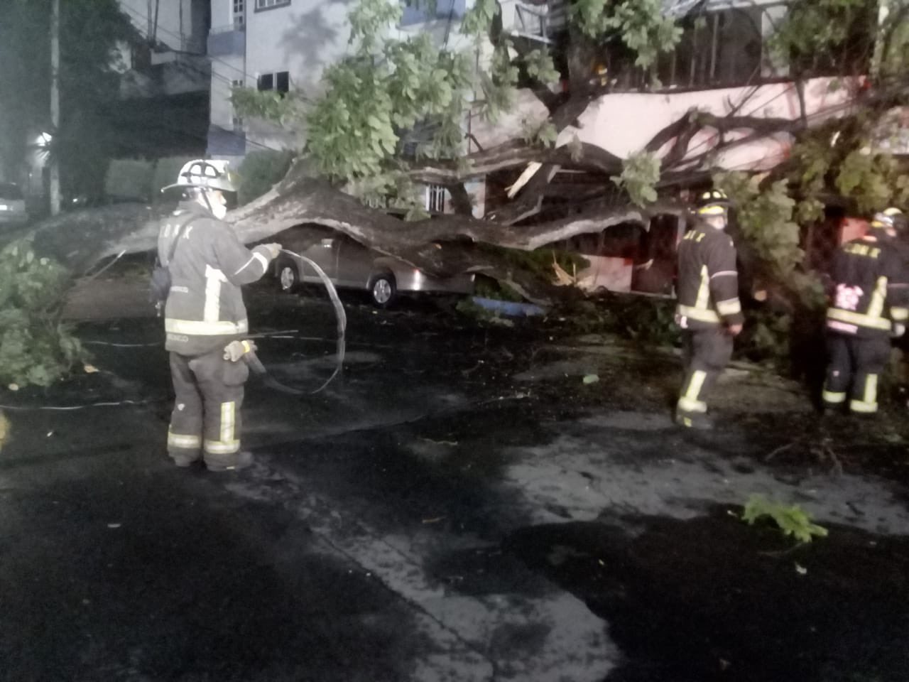 Caída de árbol deja sin luz a vecinos de la colonia Narvarte
