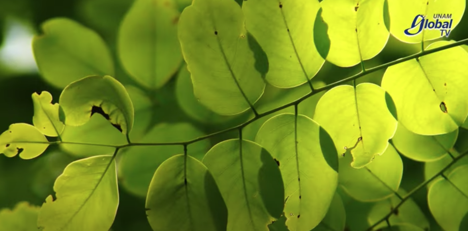 Método desarrollado por científica universitaria protege del saqueo a árbol en peligro de extinción