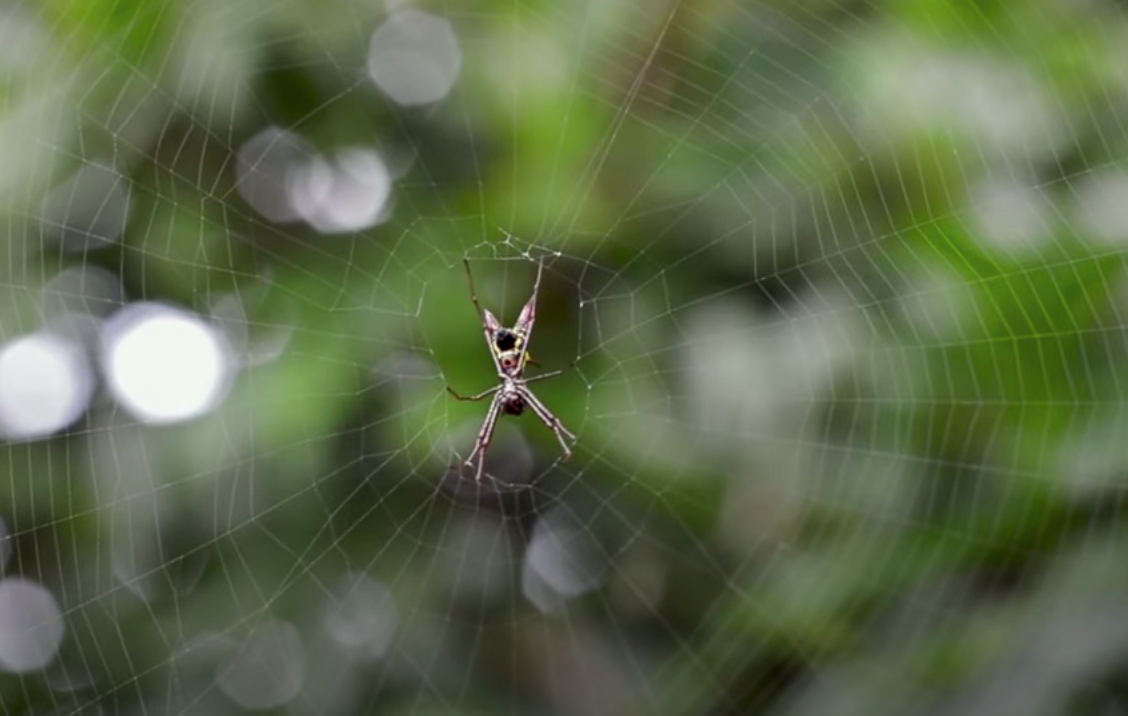 ¿Qué hago si me encuentro en casa una araña violinista o viuda negra?