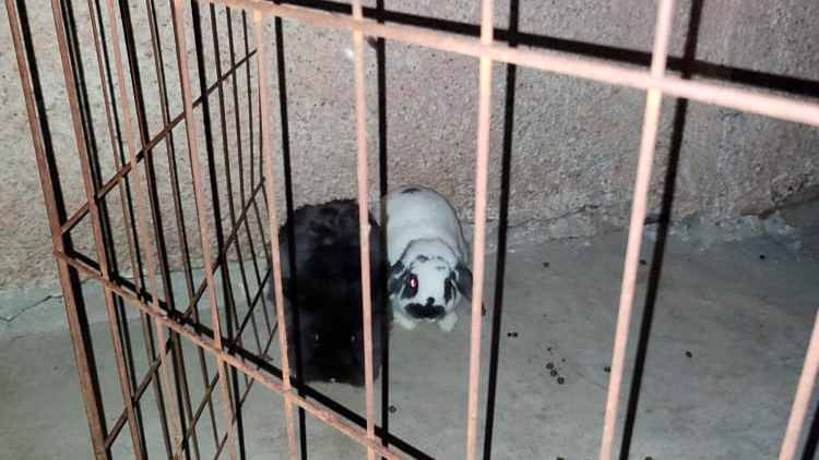Rescatan perros, burros y caballos de inmueble asegurado tras enfrentamiento en Topilejo - conejos-rescatados-de-inmueble-en-topilejo