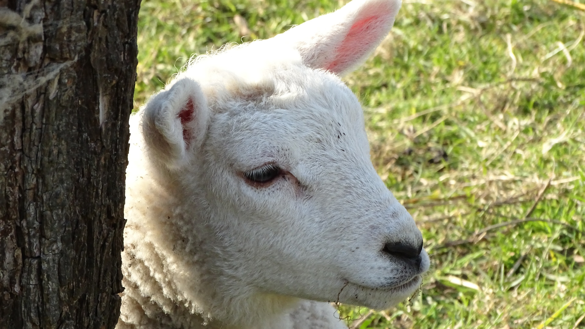 La inseguridad pone en peligro la fiesta musulmana del cordero en Mali