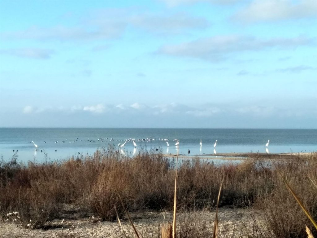 La guerra en Ucrania, mortal para miles de delfines en el Mar Negro - costa-del-parque-ucraniano-de-tuzlivski-lymany-1024x768