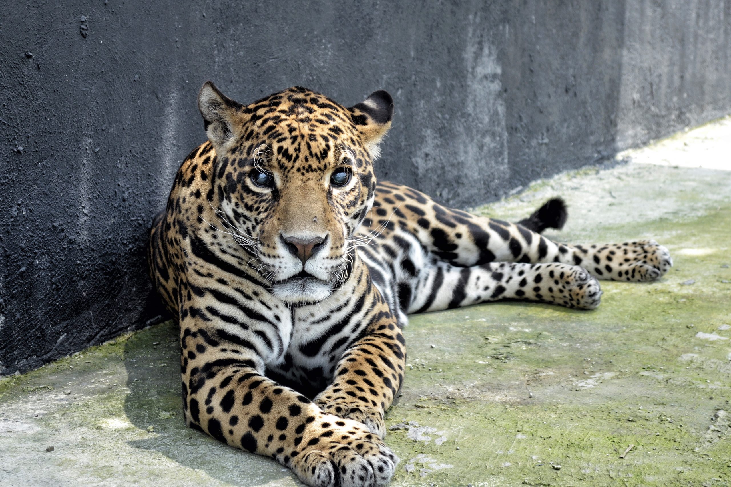 Felinos que sufrían maltrato llegan a Africam Safari en Puebla