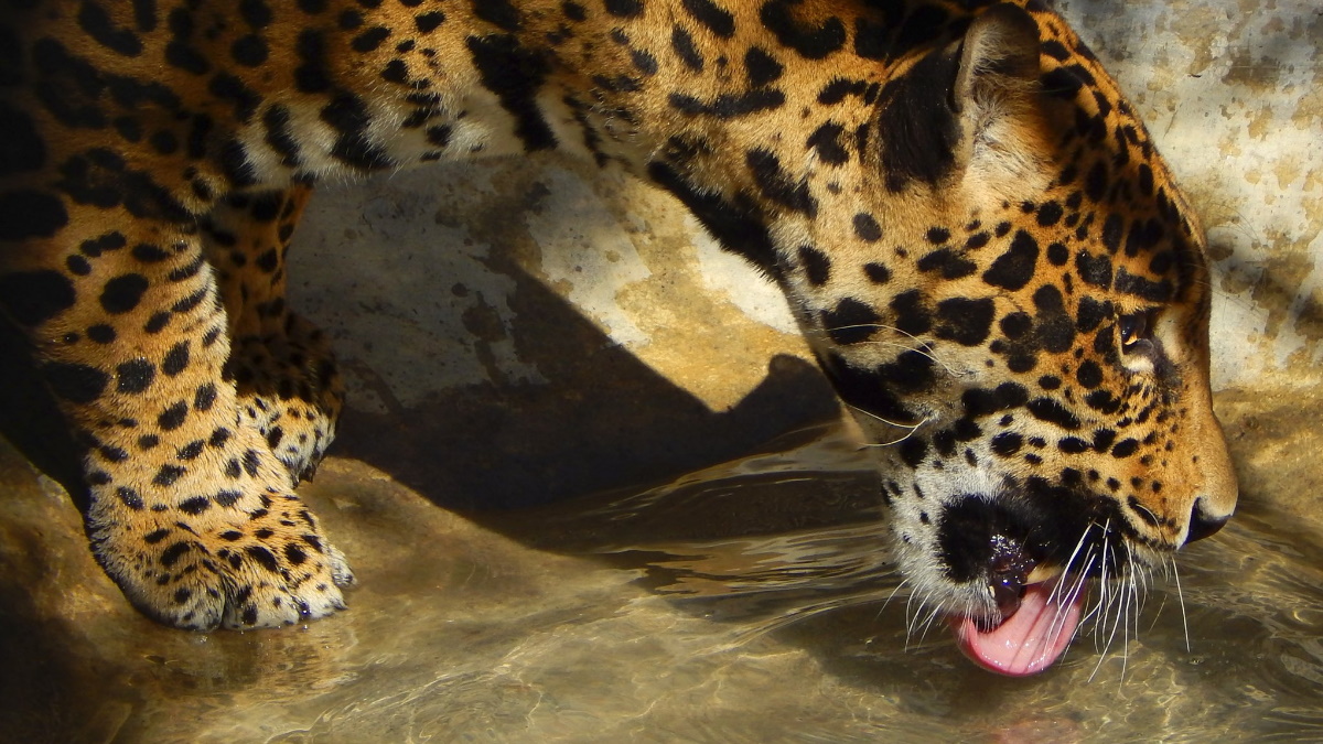 Trasladan a seis felinos más a Africam Safari Trasladan a seis felinos más a Africam Safari