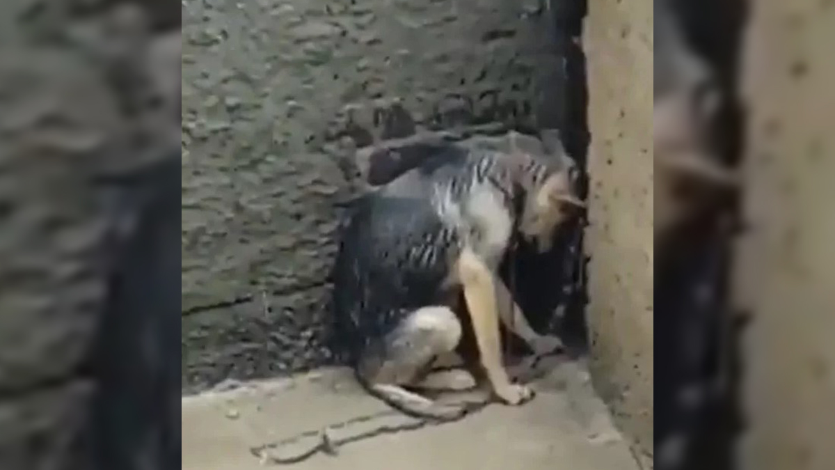 #Video Exhiben maltrato a perrita en azotea de Tlalnepantla; Fiscalía Edomex abre investigación