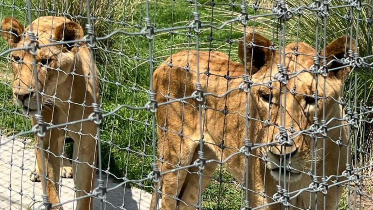 Murió una leona en el predio de la Fundación Black Jaguar – White Tiger: Azcarm