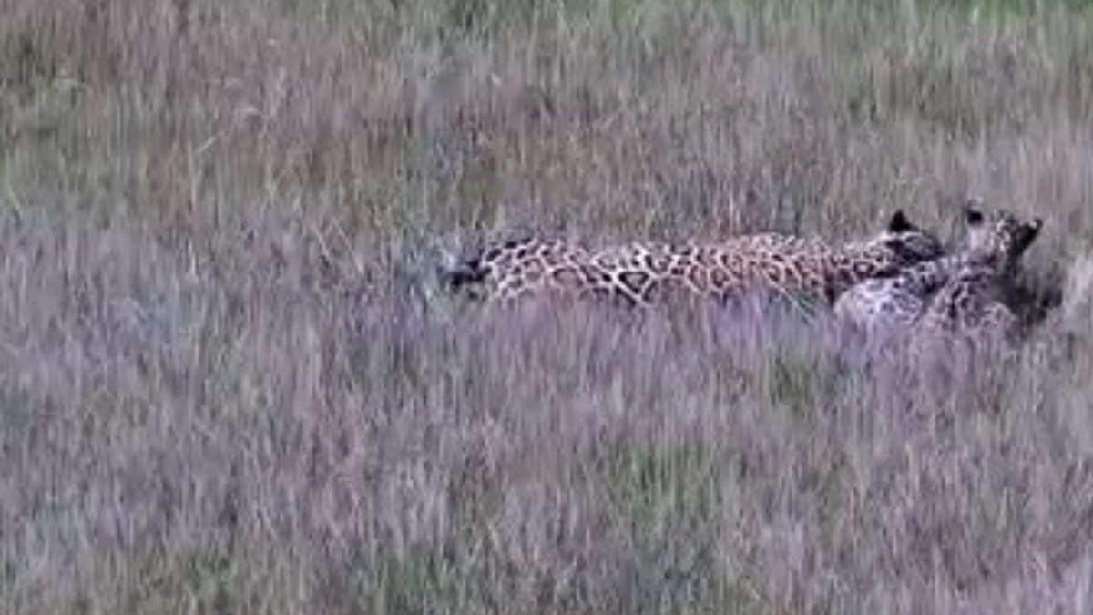 Nacen cachorros yaguareté en libertad en Argentina por primera vez en 70 años