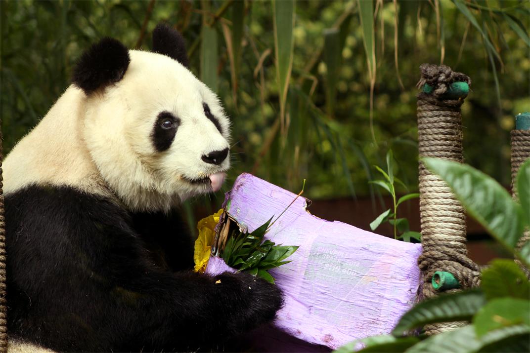 Murió Shuan Shuan, la panda gigante más longeva de México