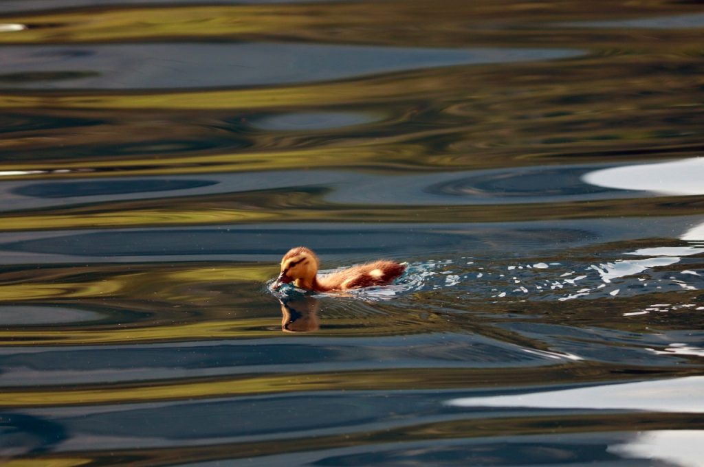 Parque La Mexicana, uno de los tesoros de CDMX - parque-la-mexicana-cdmx-1024x680