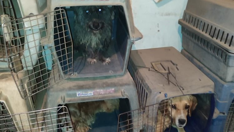 Rescatan perros, burros y caballos de inmueble asegurado tras enfrentamiento en Topilejo Rescatan perros, burros y caballos de inmueble asegurado tras enfrentamiento en Topilejo