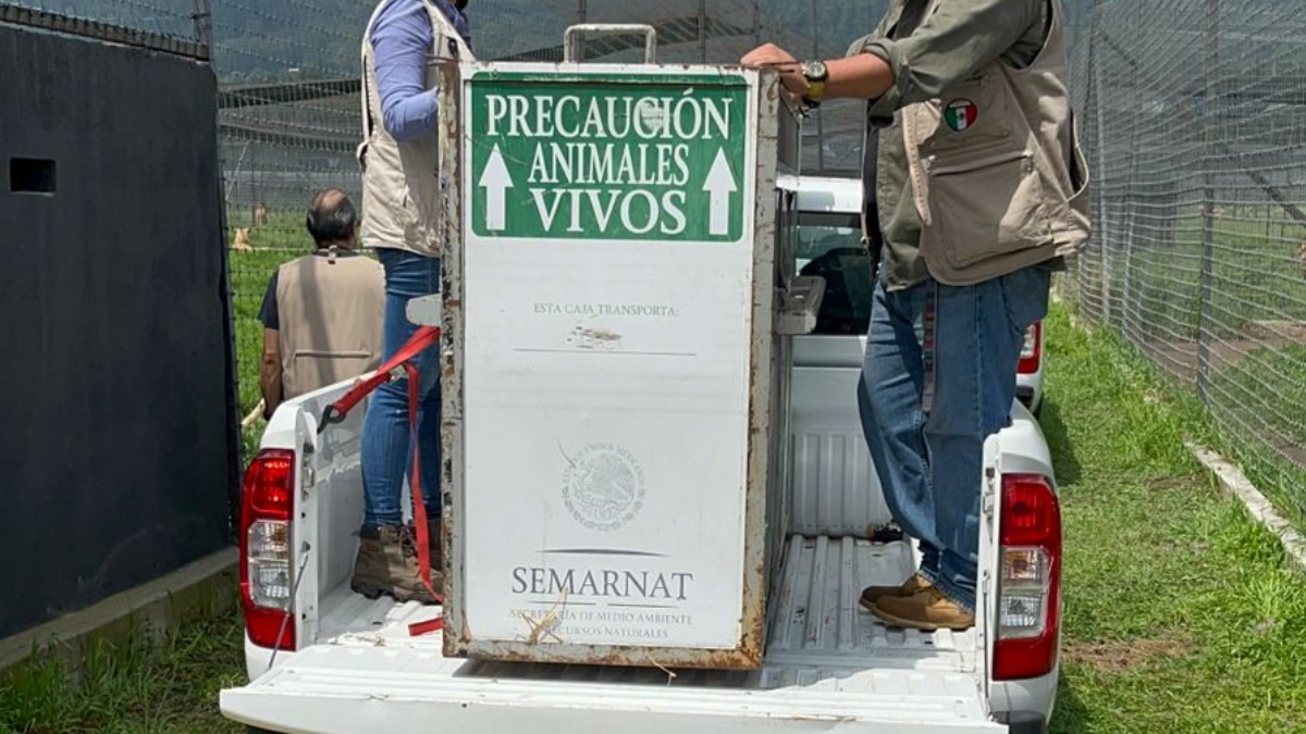 Continúa el traslado de felinos rescatados de santuario en Tlalpan al Zoológico de Chapultepec Continúa el traslado de felinos rescatados de santuario en Tlalpan al Zoológico de Chapultepec