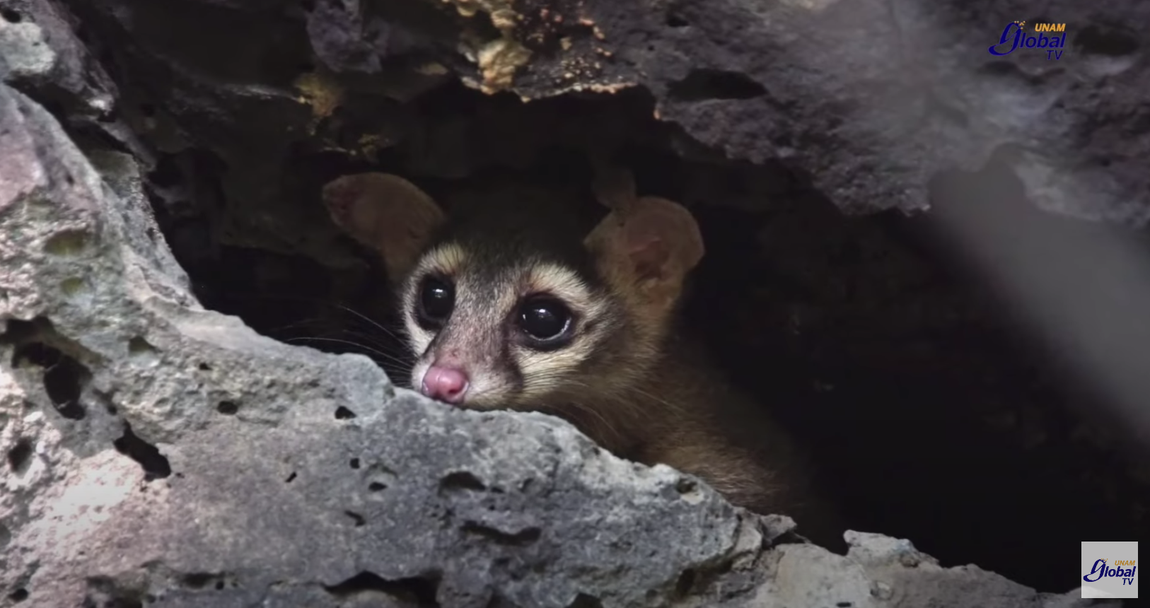 Zorros, tlacuaches, aves y miles de especies viven en la reserva ecológica universitaria