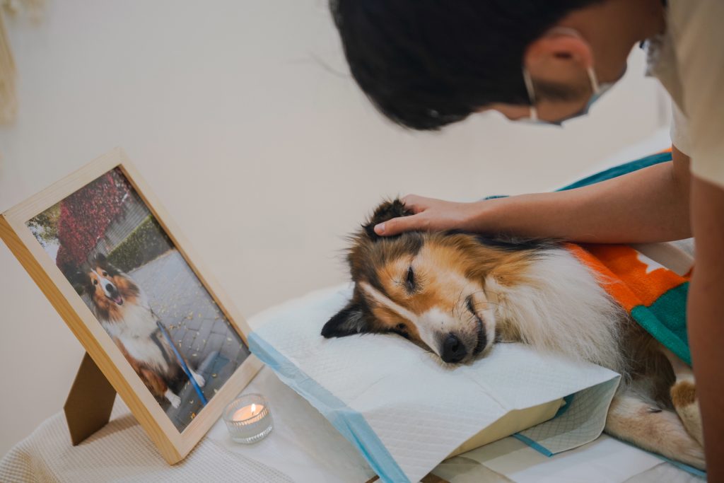 Último adiós a mascotas, negocio en auge en China - dar-el-ultimo-adios-a-las-mascotas-un-negocio-en-auge-en-china-1-1024x683