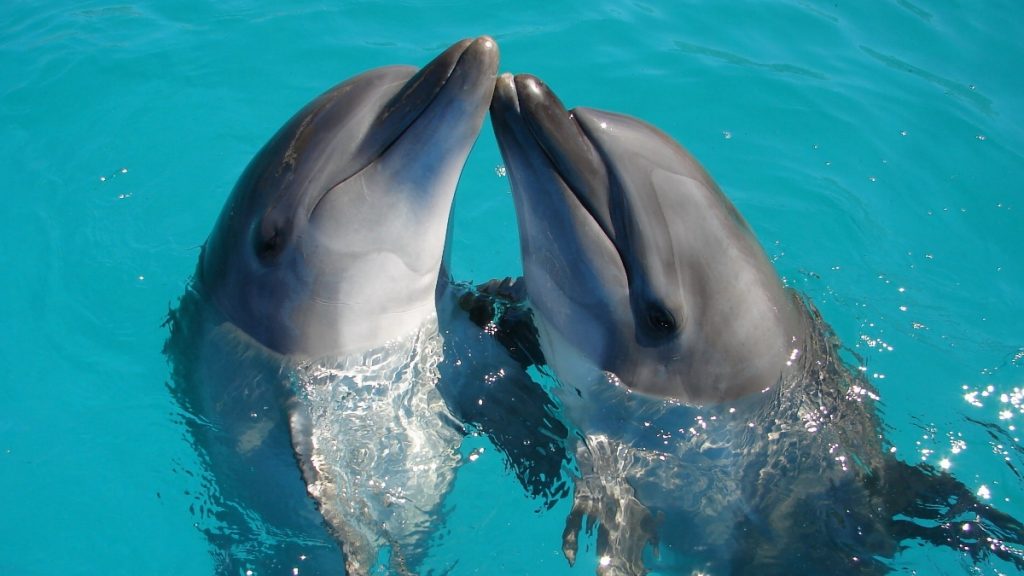 Delfines crean grandes alianzas como los humanos - delfines-crean-grandes-alianzas-como-los-humanos-2-1024x576