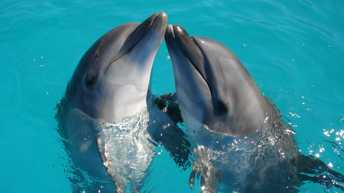 El cerebro de los cetáceos revela secretos sobre el alzhéimer