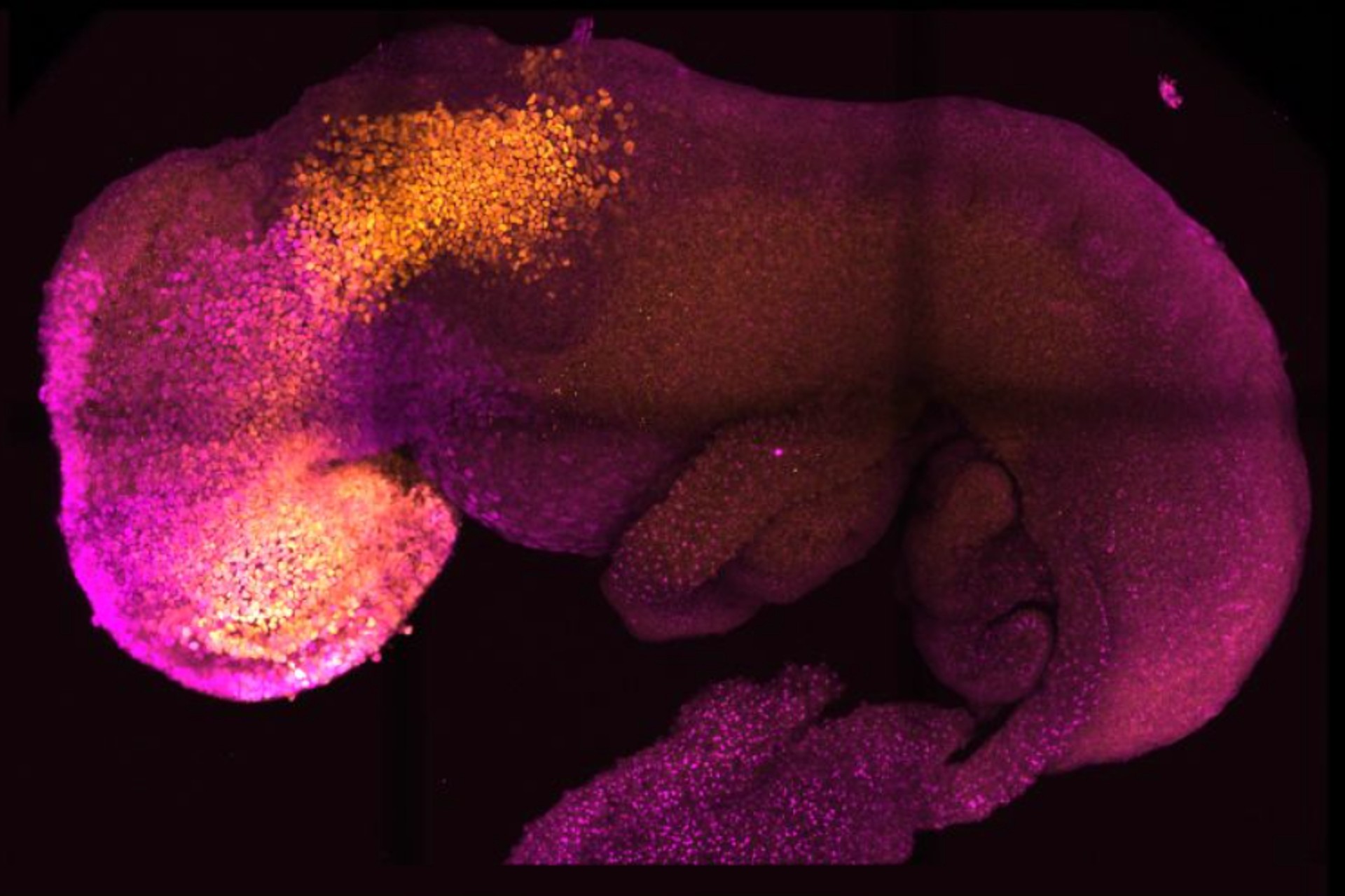 Crean un embrión con células madre de ratón con cerebro y corazón que late
