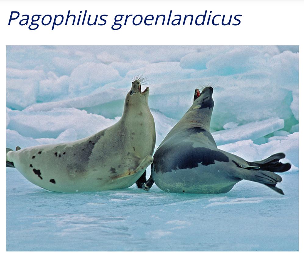 A $150 pesos el kilo de carne de foca en Groenlandia - f2