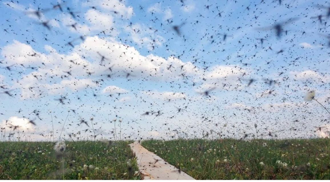 ¿Groenlandia o “Mosquitolandia”? Los feroces y descontrolados moscos de la isla, por Ivonne Frid ¿Groenlandia o “Mosquitolandia”? Los feroces y descontrolados moscos de la isla, por Ivonne Frid