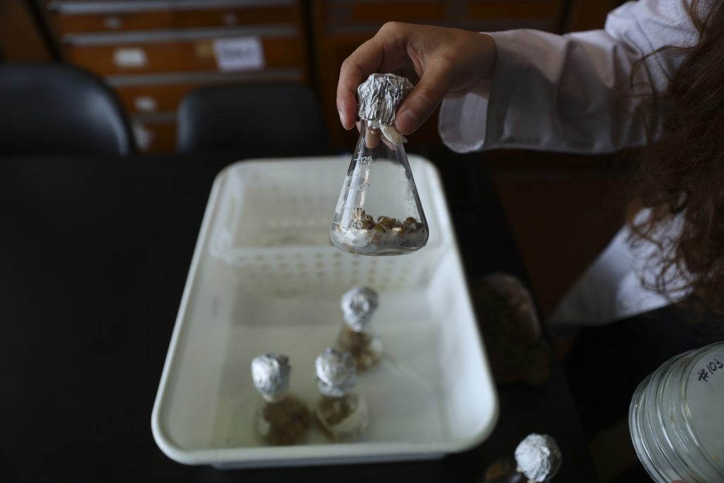 Hongos podrían ser la clave para deshacerse de las colillas de cigarro - hongos-podrian-ser-la-clave-para-deshacerse-de-las-colillas-de-cigarro-3-1024x683