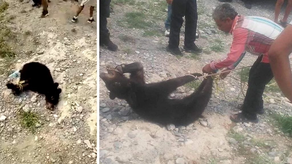 Profepa denuncia tortura y asesinato de oso en Coahuila - investigaran-muerte-de-oso-negro-a-manos-de-pobladores-en-coahuila-1024x576