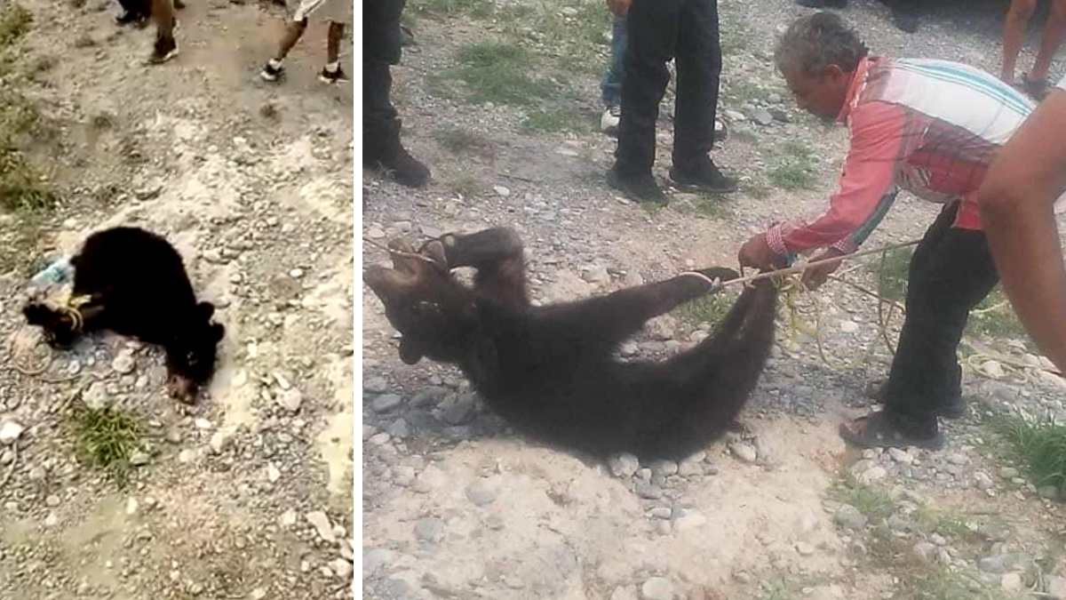 Vinculan a proceso a siete por muerte de osezno en Coahuila Vinculan a proceso a siete por muerte de osezno en Coahuila