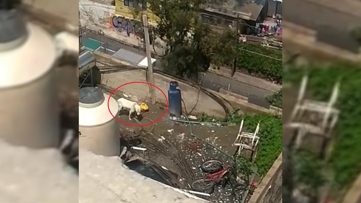 #Video Perro sufre maltrato animal en Xochimilco; vive encadenado en azotea #Video Perro sufre maltrato animal en Xochimilco; vive encadenado en azotea
