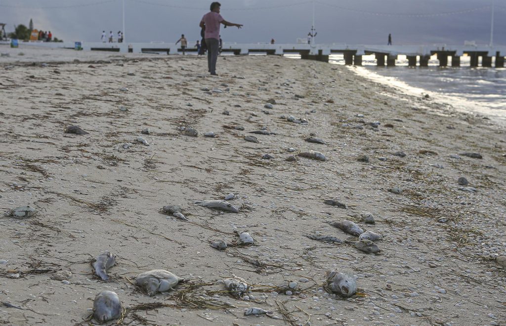 Marea roja hunde economía de pescadores en sureste mexicano - marea-roja-telchac-puerto-yucatan-2-1024x659