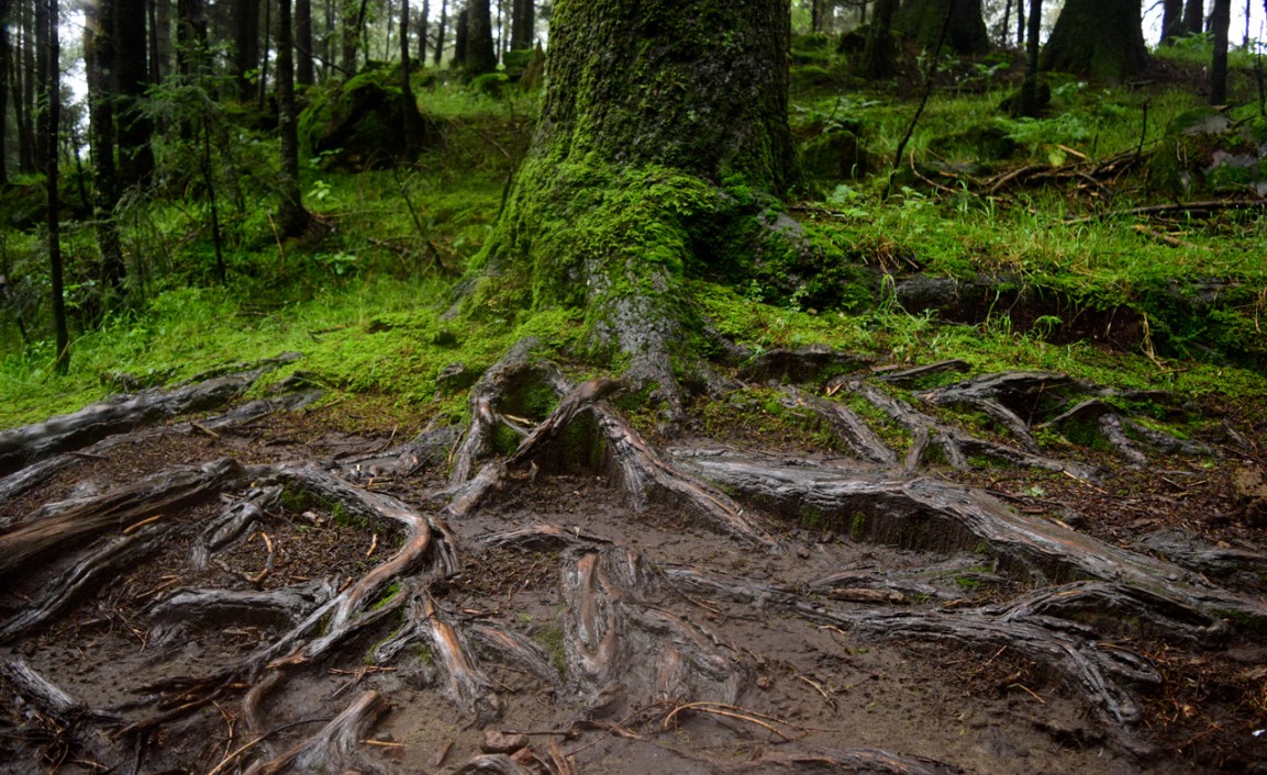 Perdidas al menos 14 personas en la zona Pico del Águila – Ajusco Perdidas al menos 14 personas en la zona Pico del Águila – Ajusco