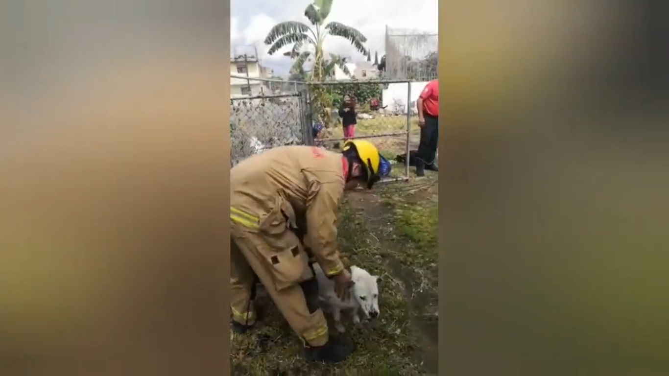 #Video Rescatan en Zapopan a perro arrastrado por la corriente de un canal #Video Rescatan en Zapopan a perro arrastrado por la corriente de un canal