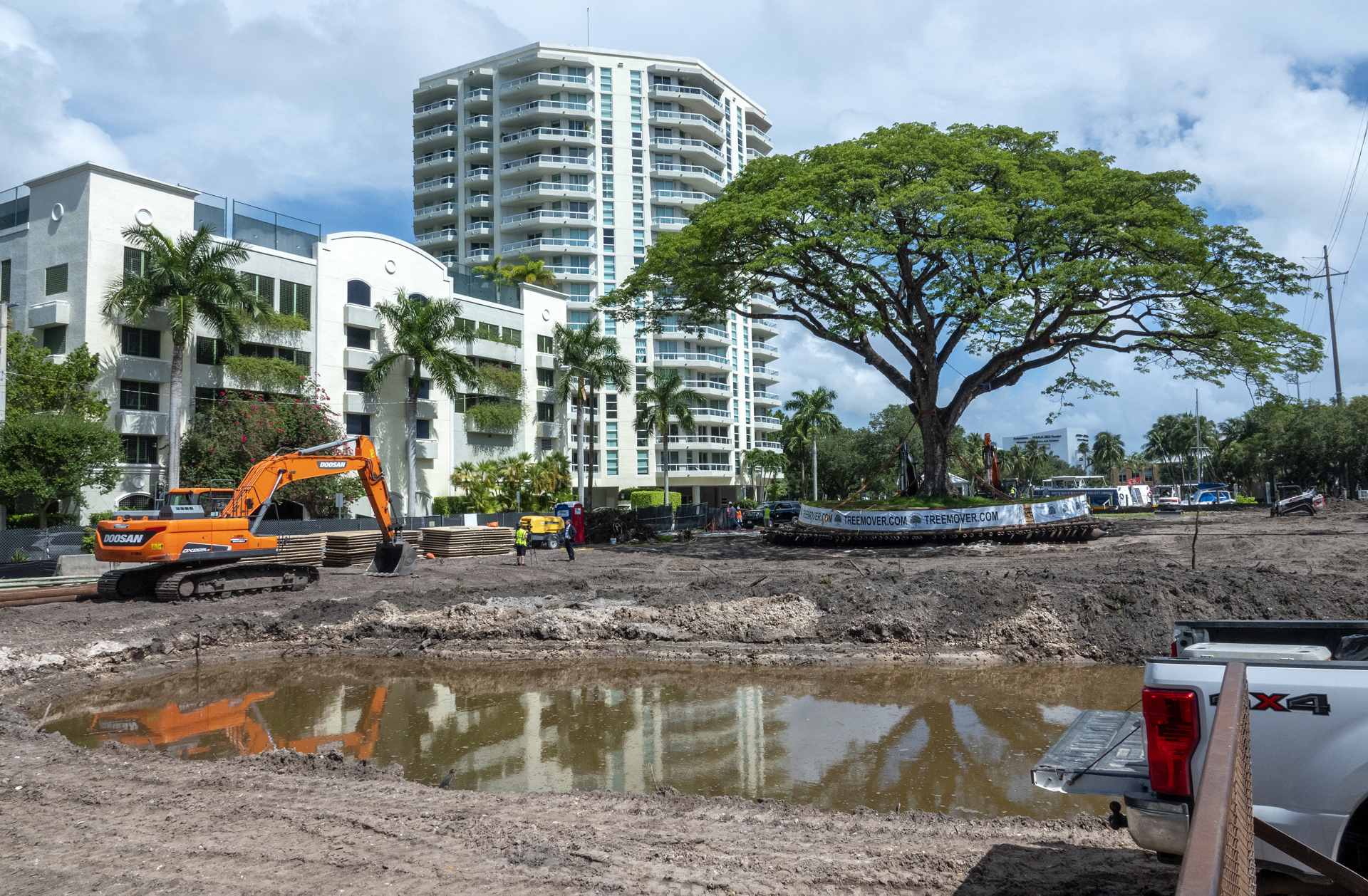 Un centenario árbol de Florida amenazado por una construcción es trasplantado