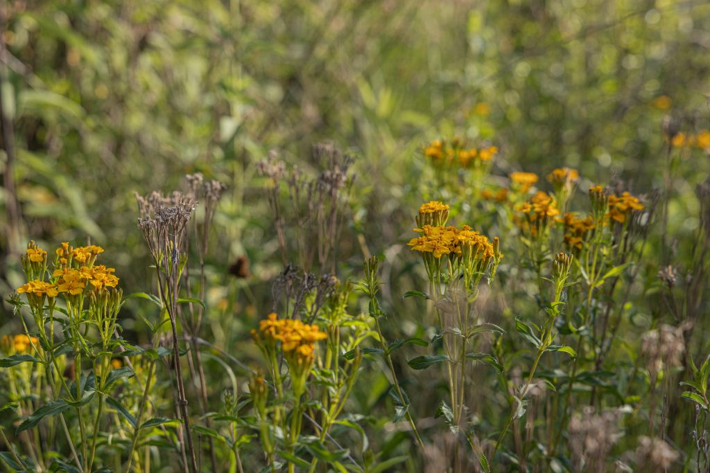 BBVA y Ectagono unen fuerzas para restaurar la Barranca de Tarango en CDMX - 230a3727-1024x683