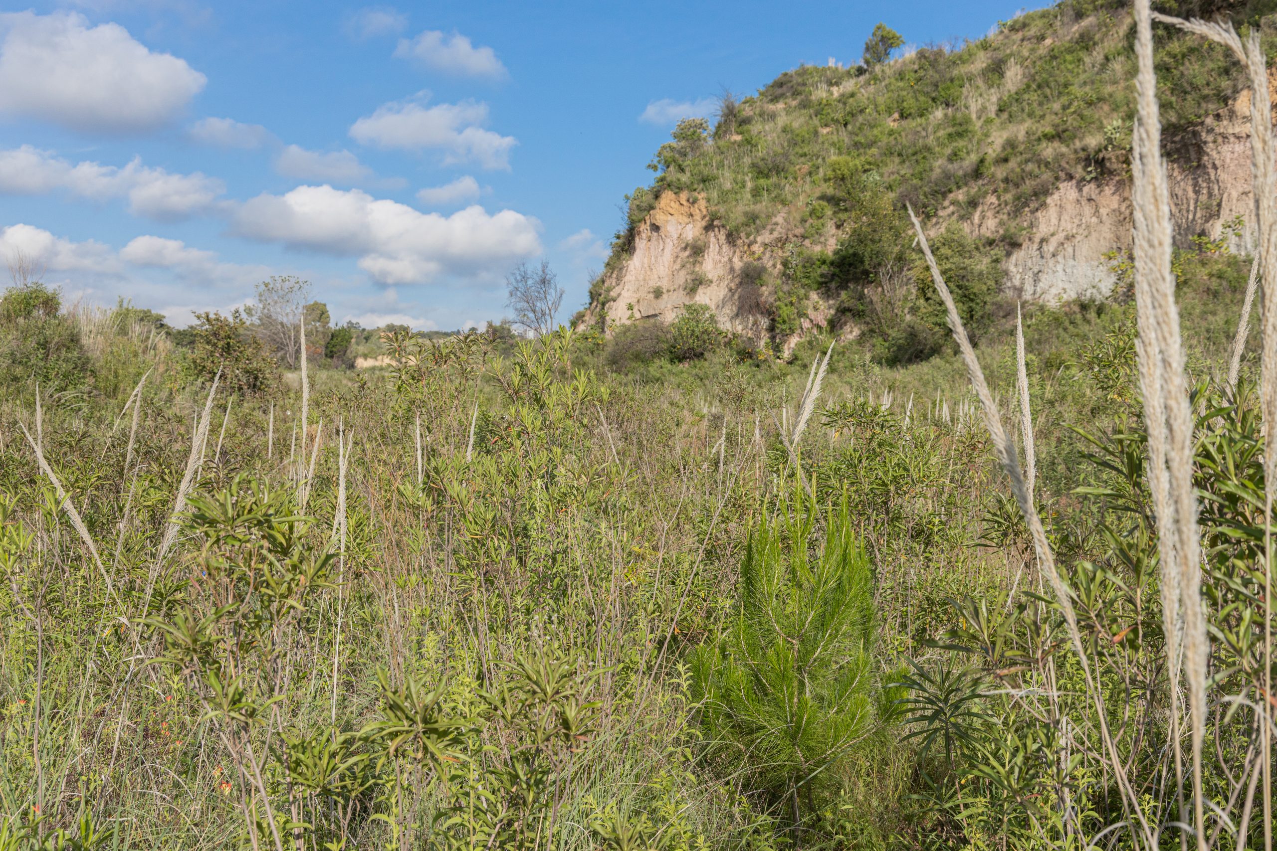 BBVA y Ectagono unen fuerzas para restaurar la Barranca de Tarango en CDMX