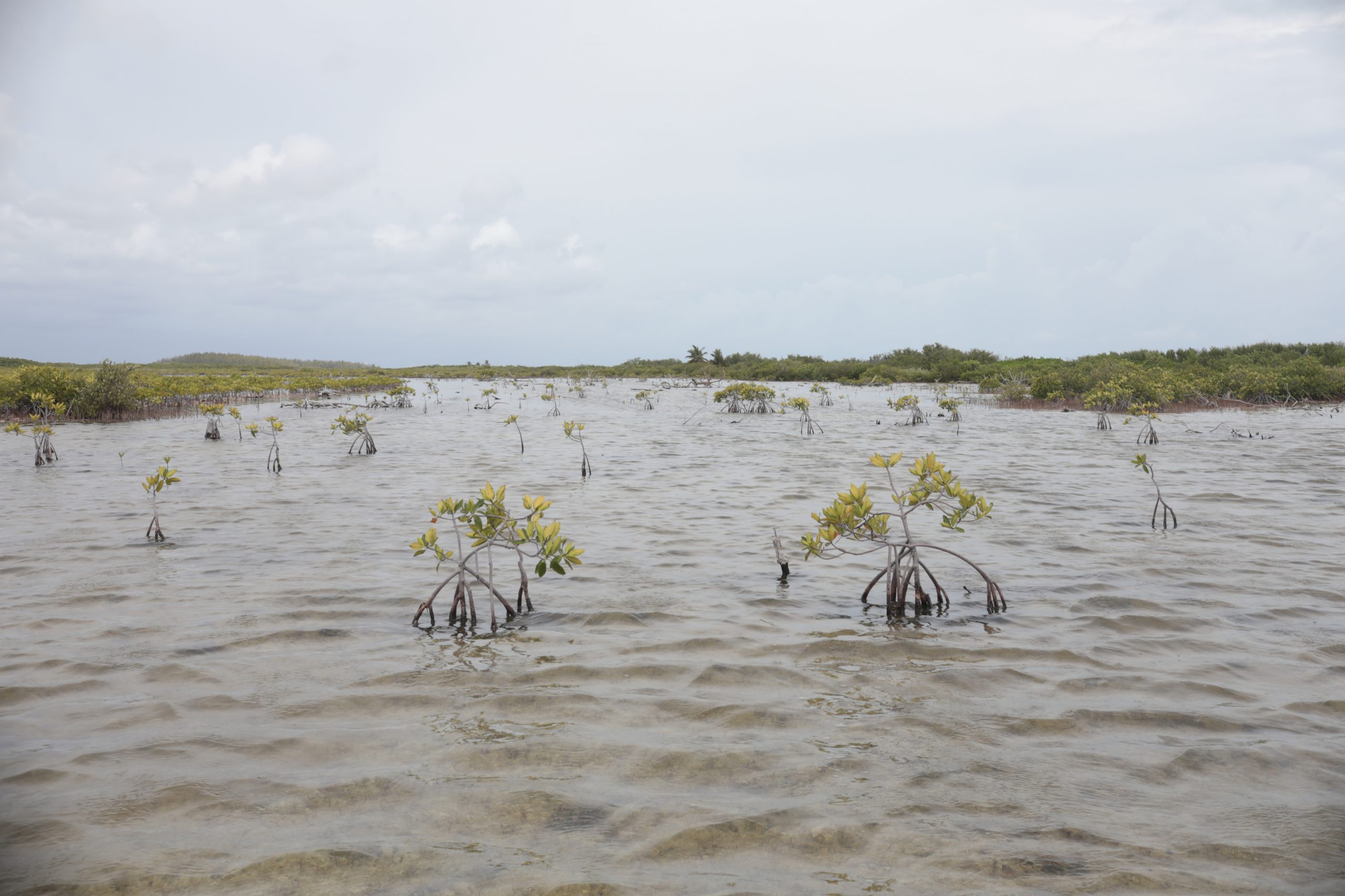 BBVA y Ectagono unen fuerzas para restaurar ecosistemas en México: Cozumel BBVA y Ectagono unen fuerzas para restaurar ecosistemas en México: Cozumel
