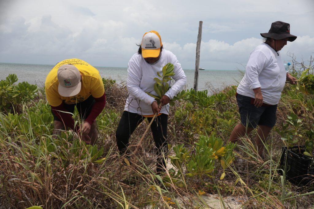 BBVA y Ectagono unen fuerzas para restaurar ecosistemas en México: Cozumel - 2m1a1717-1024x683