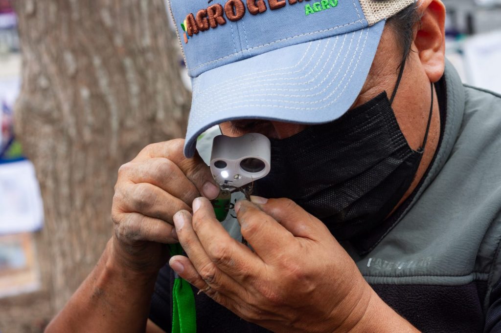 Aíslan ahuehuete sobre Paseo de la Reforma para mejorar su desarrollo - analisis-de-raices-del-ahuehuete-de-reforma-1024x682