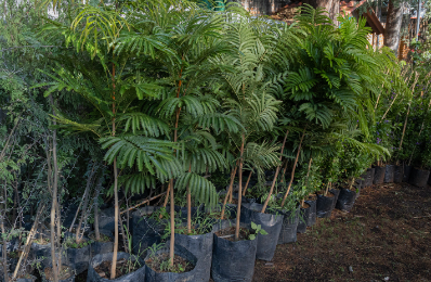 BBVA y Ectagono unen fuerzas para restaurar la Barranca de Tarango en CDMX - b4
