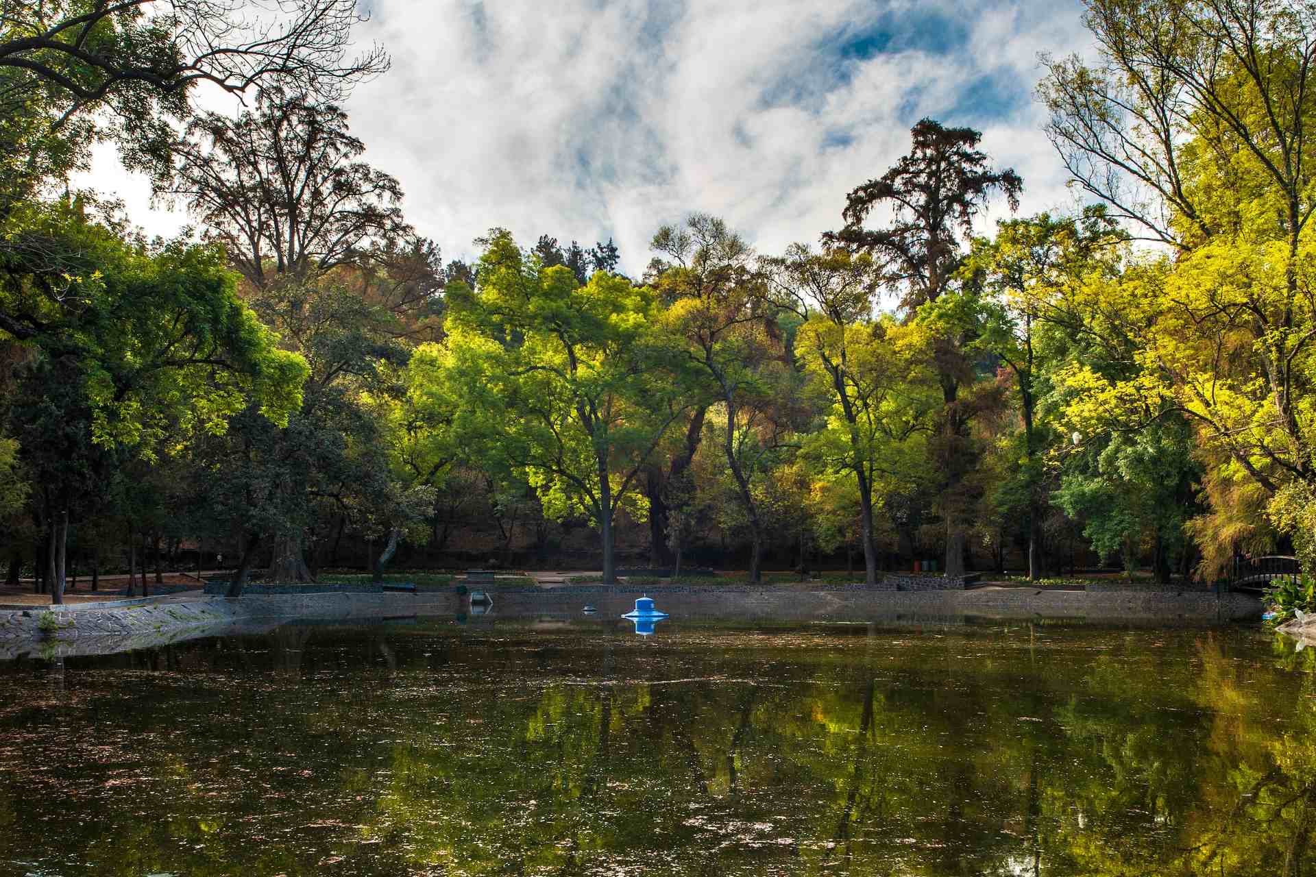 Cambio climático es ya una amenaza para los árboles urbanos