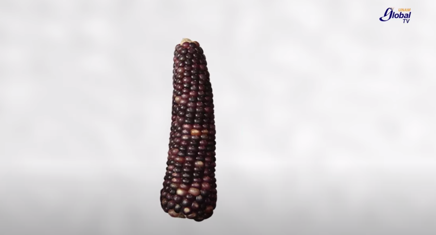 Biopiratas al acecho del maíz mexicano