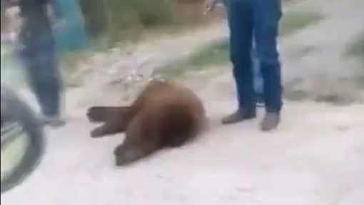#Video Asesinan en Sonora a oso que buscaba agua y comida