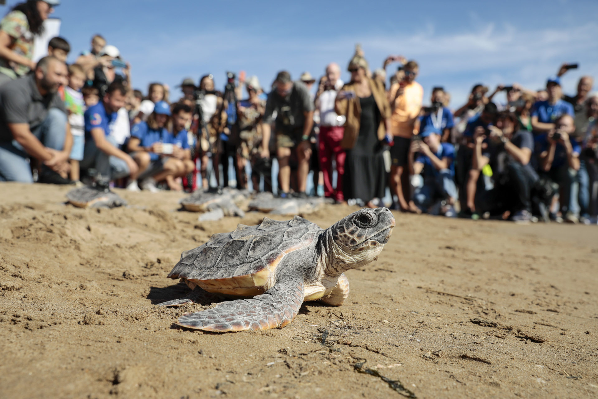 Regresan al mar las 14 tortugas halladas en el nido de El Puig (Valencia) hace un año